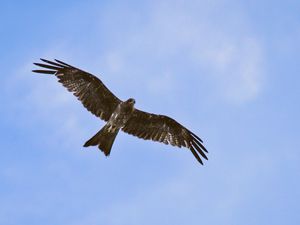 Preview wallpaper hawk, bird, wings, flight