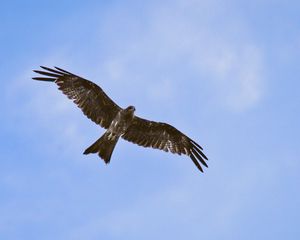 Preview wallpaper hawk, bird, wings, flight