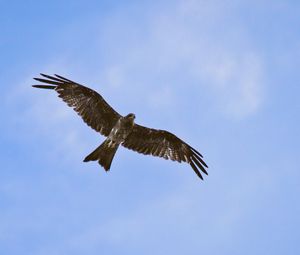 Preview wallpaper hawk, bird, wings, flight