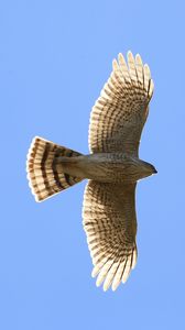 Preview wallpaper hawk, bird, wings, flight, sky