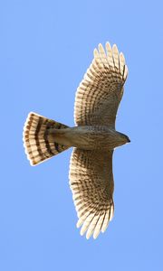 Preview wallpaper hawk, bird, wings, flight, sky