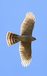 Preview wallpaper hawk, bird, wings, flight, sky