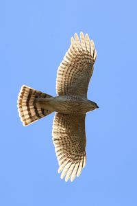 Preview wallpaper hawk, bird, wings, flight, sky