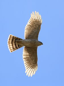 Preview wallpaper hawk, bird, wings, flight, sky