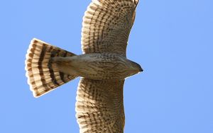 Preview wallpaper hawk, bird, wings, flight, sky