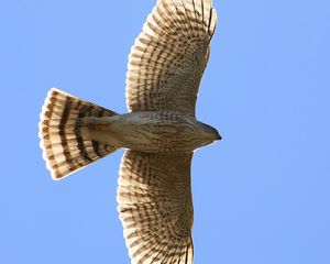 Preview wallpaper hawk, bird, wings, flight, sky
