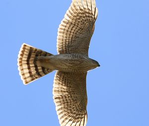 Preview wallpaper hawk, bird, wings, flight, sky