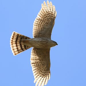 Preview wallpaper hawk, bird, wings, flight, sky