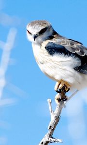 Preview wallpaper hawk, branch, glare, bird