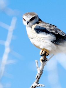 Preview wallpaper hawk, branch, glare, bird