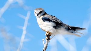 Preview wallpaper hawk, branch, glare, bird