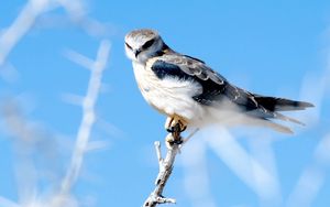 Preview wallpaper hawk, branch, glare, bird