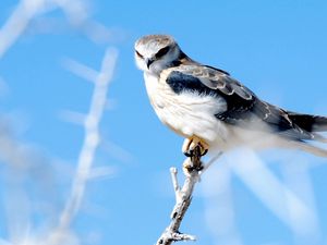 Preview wallpaper hawk, branch, glare, bird