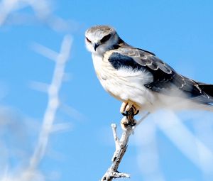 Preview wallpaper hawk, branch, glare, bird