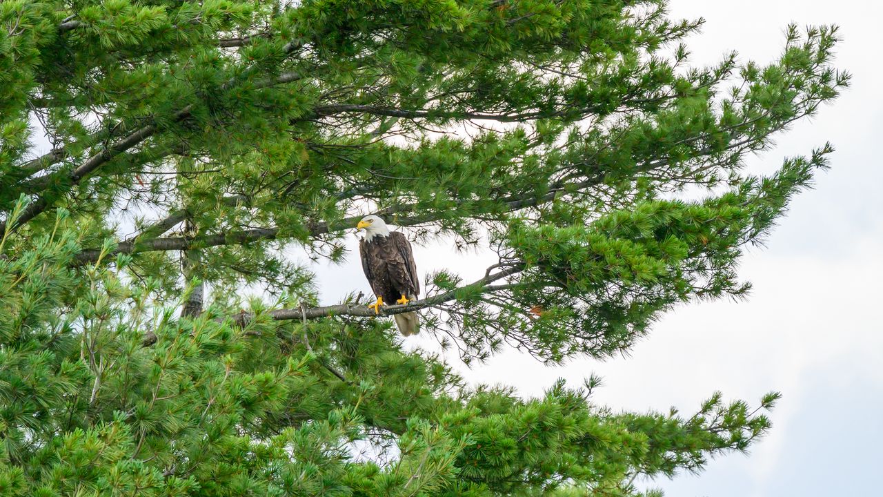 Wallpaper hawk, eagle, bird, trees, branches