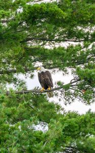 Preview wallpaper hawk, eagle, bird, trees, branches
