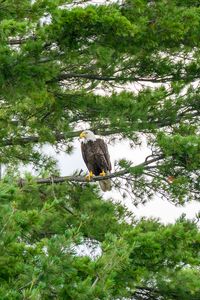 Preview wallpaper hawk, eagle, bird, trees, branches
