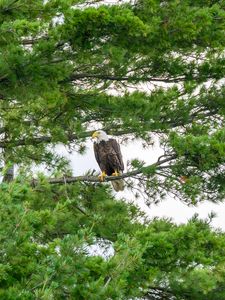 Preview wallpaper hawk, eagle, bird, trees, branches