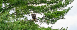 Preview wallpaper hawk, eagle, bird, trees, branches