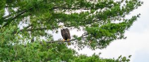 Preview wallpaper hawk, eagle, bird, trees, branches