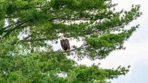 Preview wallpaper hawk, eagle, bird, trees, branches