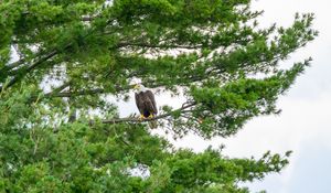 Preview wallpaper hawk, eagle, bird, trees, branches