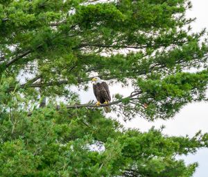 Preview wallpaper hawk, eagle, bird, trees, branches