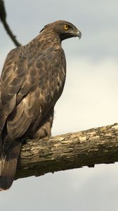 Preview wallpaper hawk, eagle, bird, predator, sit, feathers