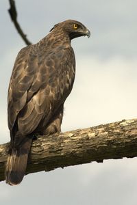 Preview wallpaper hawk, eagle, bird, predator, sit, feathers