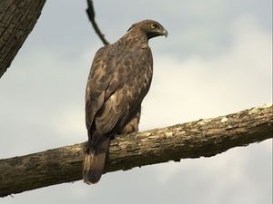 Preview wallpaper hawk, eagle, bird, predator, sit, feathers