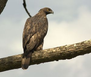 Preview wallpaper hawk, eagle, bird, predator, sit, feathers