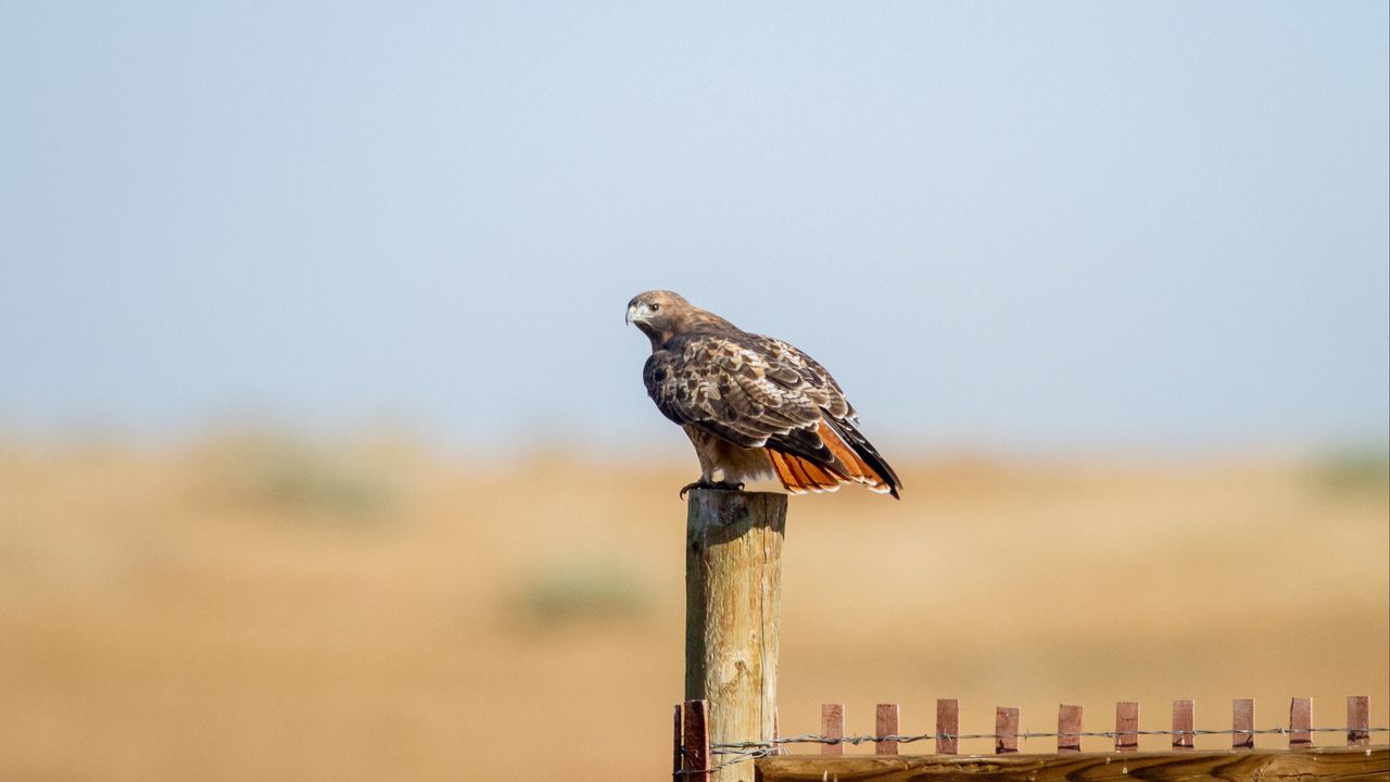 Wallpaper hawk, fence, bird, wildlife
