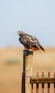 Preview wallpaper hawk, fence, bird, wildlife