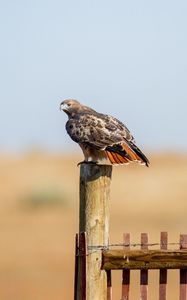 Preview wallpaper hawk, fence, bird, wildlife