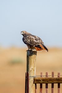 Preview wallpaper hawk, fence, bird, wildlife