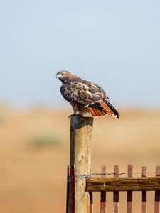 Preview wallpaper hawk, fence, bird, wildlife