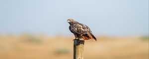 Preview wallpaper hawk, fence, bird, wildlife