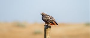 Preview wallpaper hawk, fence, bird, wildlife