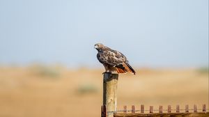 Preview wallpaper hawk, fence, bird, wildlife