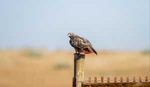 Preview wallpaper hawk, fence, bird, wildlife