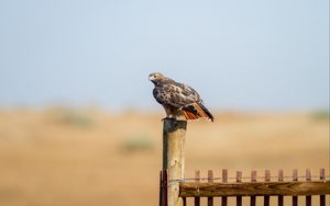 Preview wallpaper hawk, fence, bird, wildlife