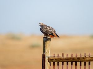 Preview wallpaper hawk, fence, bird, wildlife