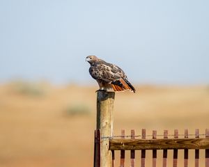 Preview wallpaper hawk, fence, bird, wildlife