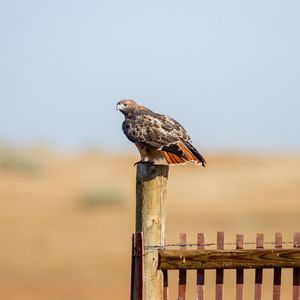 Preview wallpaper hawk, fence, bird, wildlife