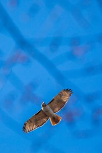 Preview wallpaper hawk, flight, bird