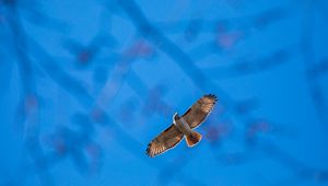 Preview wallpaper hawk, flight, bird