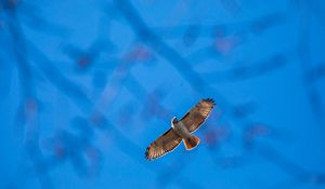 Preview wallpaper hawk, flight, bird