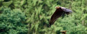 Preview wallpaper hawk, flying, trees, blur, bird