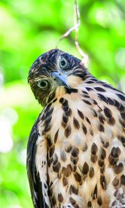 Preview wallpaper hawk, glance, bird