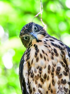 Preview wallpaper hawk, glance, bird